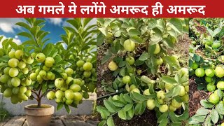 How to Grow Guava In Terrace Garden | How to plant guava on the terrace