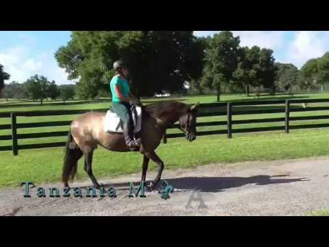 Tanzania Longwood1 Aug2016