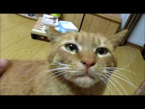 人間にあまり撫でられたことにない野良猫が人間に撫でられて何が起こっているのかわからない表情の野良猫