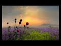 Lolita - On Humbert's Lap ( Ennio Morricone ) - baroqer 2010 Lolita - On Humbert's Lap ( Ennio Morricone )