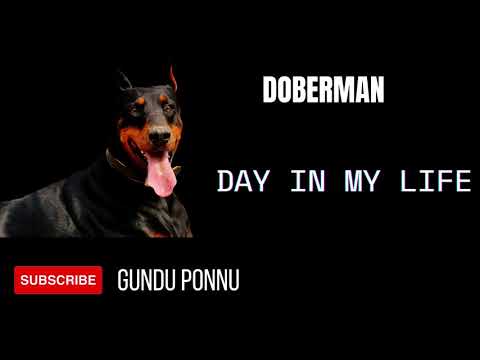 Doberman Day in my Life promo. day in life of dog. Gundu ponnu.