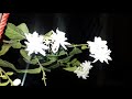 Beautiful Mogra Flower Whatsapp Status मोगरा Amazing Night View Of Arabian Jasmine Flowers