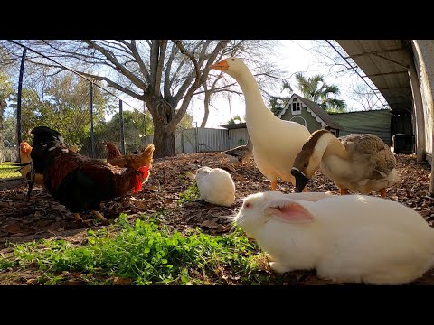 YouTube video about: Can ducks and rabbits live together?
