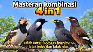 Download lagu Masteran kombinasi 4 in 1 jalak suren,poksay hongkong,jalak kebo dan jalak nias mp3 Download lagu Masteran kombinasi 4 in 1 jalak suren,poksay hongkong,jalak kebo dan jalak nias mp3