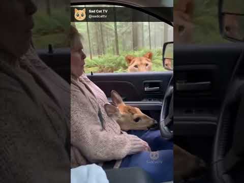Deer Tries to Enter Vehicle... 😱 Grandma Slams Door Before Tiger Approaches!