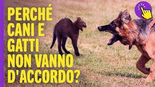 Perché cani e gatti non vanno d'accordo | Informazione interessant | Tienilo a mente!