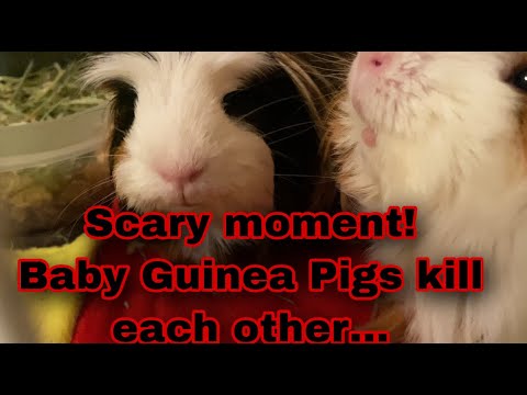 Scary moment! Baby Guinea Pigs kill each other!!