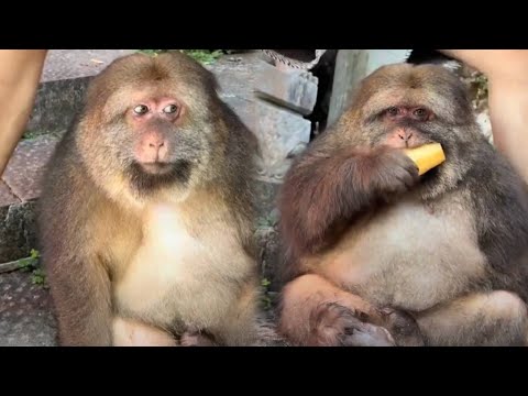 What Xingxing Wants, Xingxing Gets!