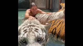 Download lagu Tarzan Swimming With His Big Tigers😱😺-Kodyantle mp3