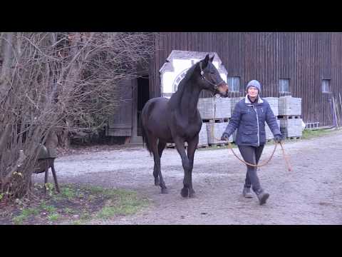 First Look von Mount Etna xx - Hibiskus - Karo As geb. Mai 2018