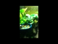 King Julien Veiled Chameleon