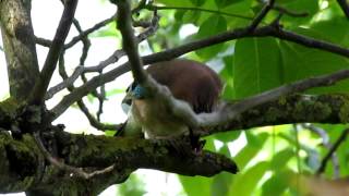 preview picture of video 'A Jarny le 28 mai 2012 un geai mange une noix dans mon verger'