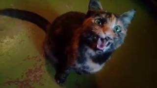 Coroner   Serpent Moves