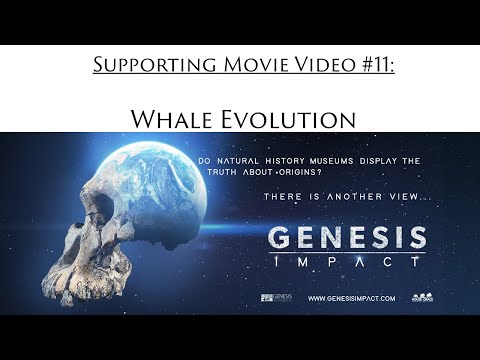 Whale Evolution