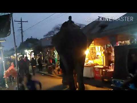 Rate hati bazare ashe ki korse dakhon,,,, Elephant... #best video.. A night Elephant..