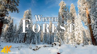 Winter Forest 4K Ultra HD • Stunning Footage Forest, Scenic Relaxation Film with Calming Music.