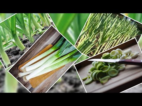 Evo kako da uzgajate praziluk