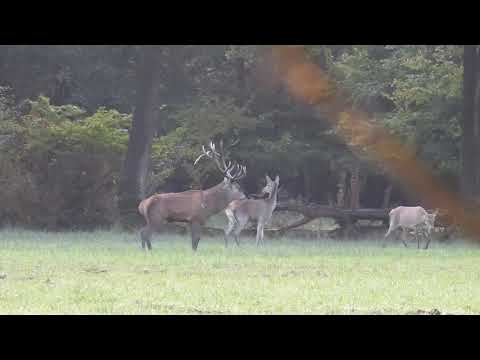 Rykowisko Hirschbrunft Stag Rut Brame du Cerf 2017