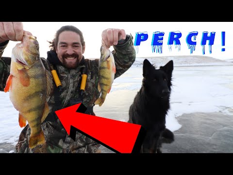 Ice Fishing Saskatchewan / HUGE JUMBO PERCH /  Early Ice 2021 / How To Catch Perch
