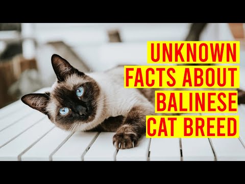 , title : 'Balinese Cat Breed 101,10 Interesting Facts/ All Cats'