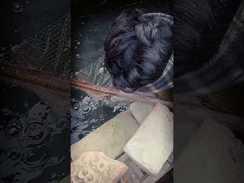 👉👉pound net fishing 😱‼️🎣#shorts #shortvideo #shortsfeed #trending