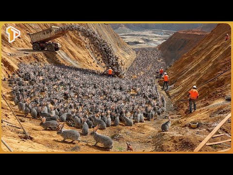 Case Study: Large-Scale Rabbit Release in Arid Regions and Its Environmental Impact