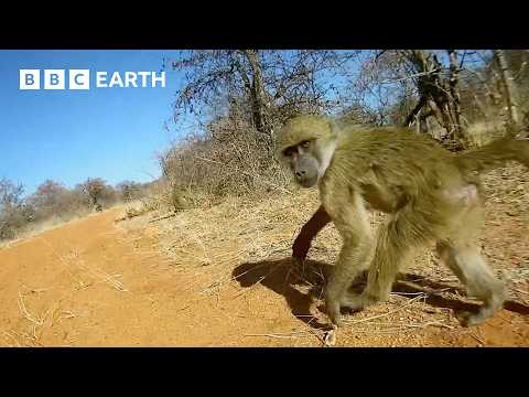 A Day in the Life of a Baboon | Animals With Cameras | BBC Earth