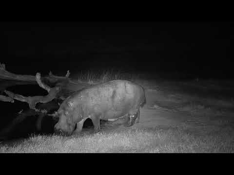Djuma: Hippo with injured left rear leg arriving - 20:30 - 07/06/19