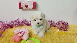 マルチーズの動画01