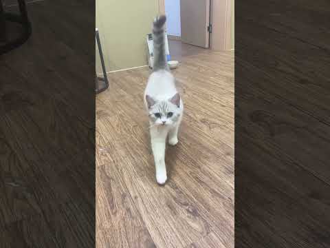 #cat #kitten #cute #cutecat #funny #catvideos #catshorts #cats #funnyshorts #funnycat
