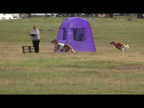 114 R SK Valeska Splendidly Herself At Charsandal 219  x W DE Falanyel Iz Mira Älf 249