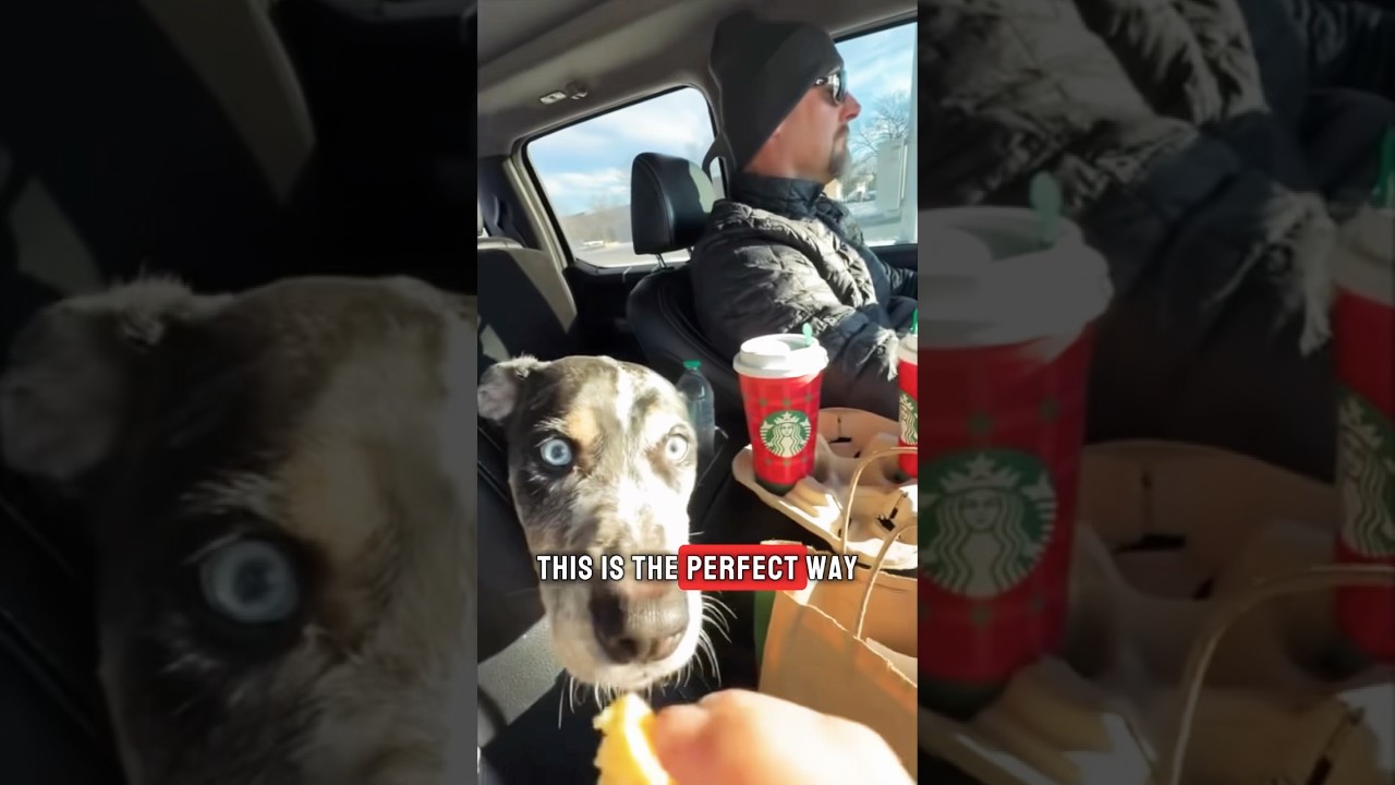 The Lions coach does this after every game! #shorts #nfl #lions