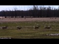 Deer Stampede 200 Deer
