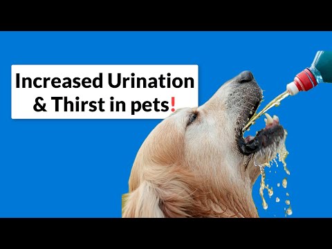 Increased Urination and Thirst in Dogs & Cats!