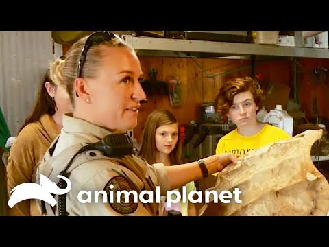 家族がワニのカミツキガメの甲羅を発見 |ローンスターの法則 |アニマルプラネット