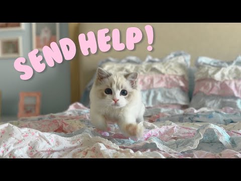 Texas Ragdoll Rescue