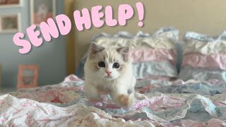 New Kitten Traps Herself! Send In Rescue Team