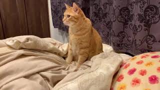 今日はデブ猫茶々のライブ！スマホから