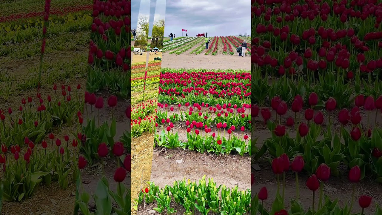 Niagara Tulip experience