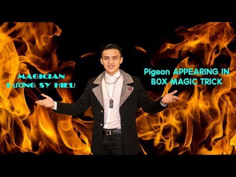 Pigeon APPEARING IN BOX MAGIC TRICK