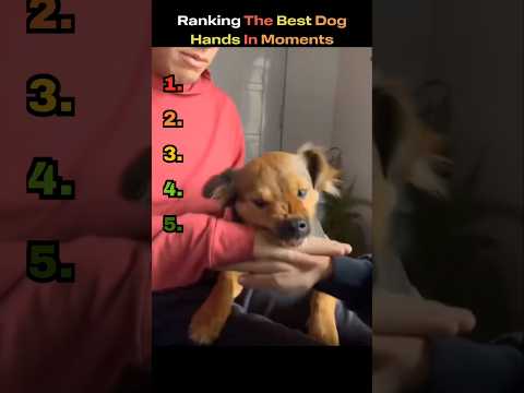 Ranking The Best Dog “Hands-In” Moments 🐶✋#dogranking #funnydogs #dogshorts