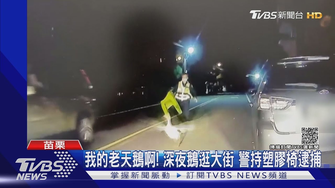 我的老天鵝啊！深夜鵝逛大街　警持塑膠椅逮捕