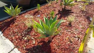 How To Avoid This Horrible Garden Design Mistake