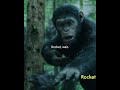 Koba Vs Caesar The Clash That Divided The Apes PlanetOfTheApes
