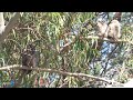 Great Horned Owl (Bubo Virginianus) Owlets