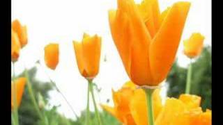 Pretty as a picture-Dean Martin [CAPITOL] 78rpm