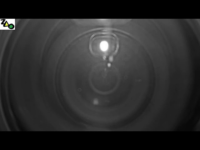 蔵王温泉スキー場 JUPEERゲレンデ