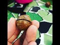 Cara Makan Kacang Macadamia