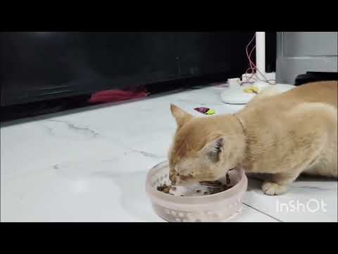 Roz subha subha a ke nind kharab karte hai dono 