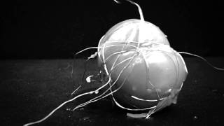 Muse - &quot;City of Delusion&quot; Music Video